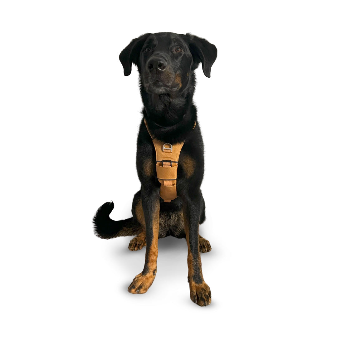 Front view of a Beauceron wearing the Canyon extended medium