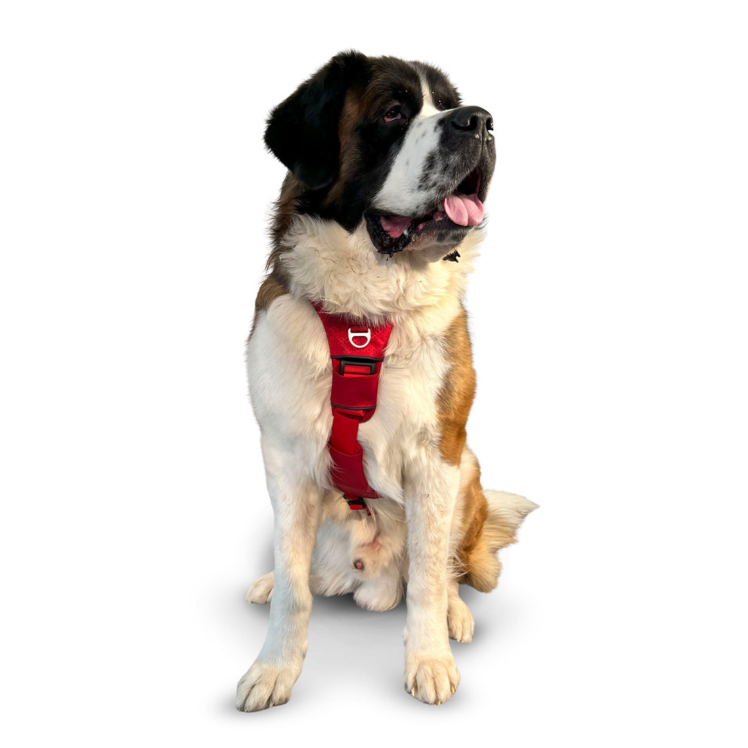 Front view of a St. Bernard wearing the Canyon extended medium