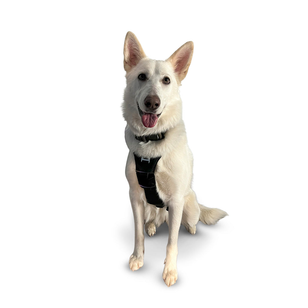 Front view of a White Swiss Shepherd wearing the Canyon extended medium