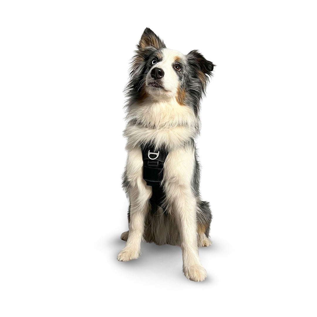 Front view of an Australian shepherd wearing the Canyon extended small