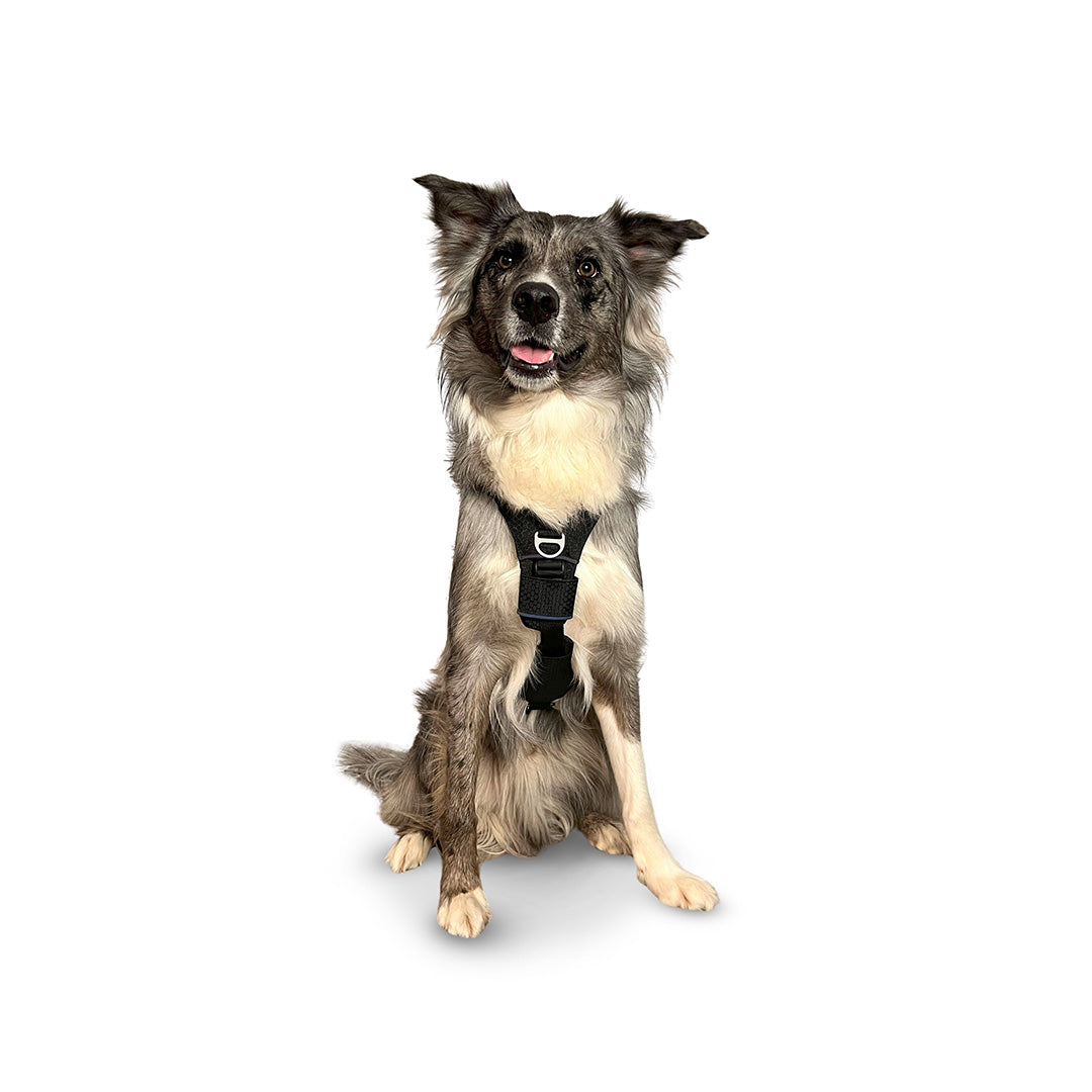 Front view of a Border Collie wearing the Canyon extended small