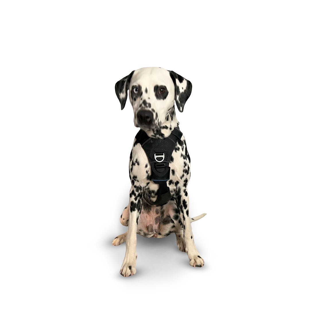 Front view of a Dalmatian wearing the Canyon extended small