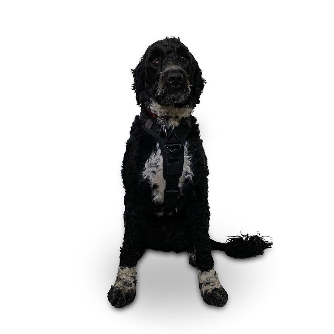 Front view of a Portuguese Water dog wearing the ML Ascension extended harness in black