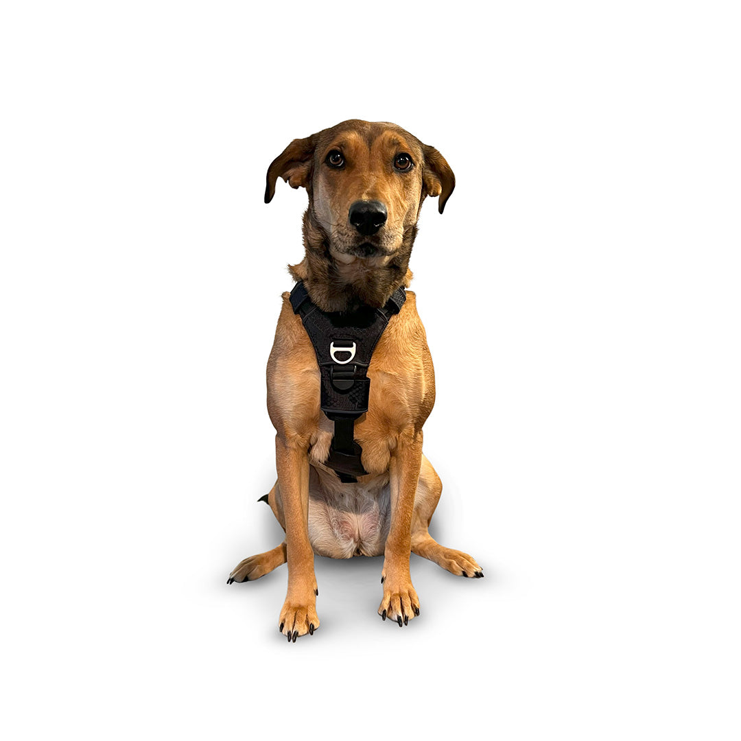 Front view of a Mixed breed dog wearing the Canyon extended small