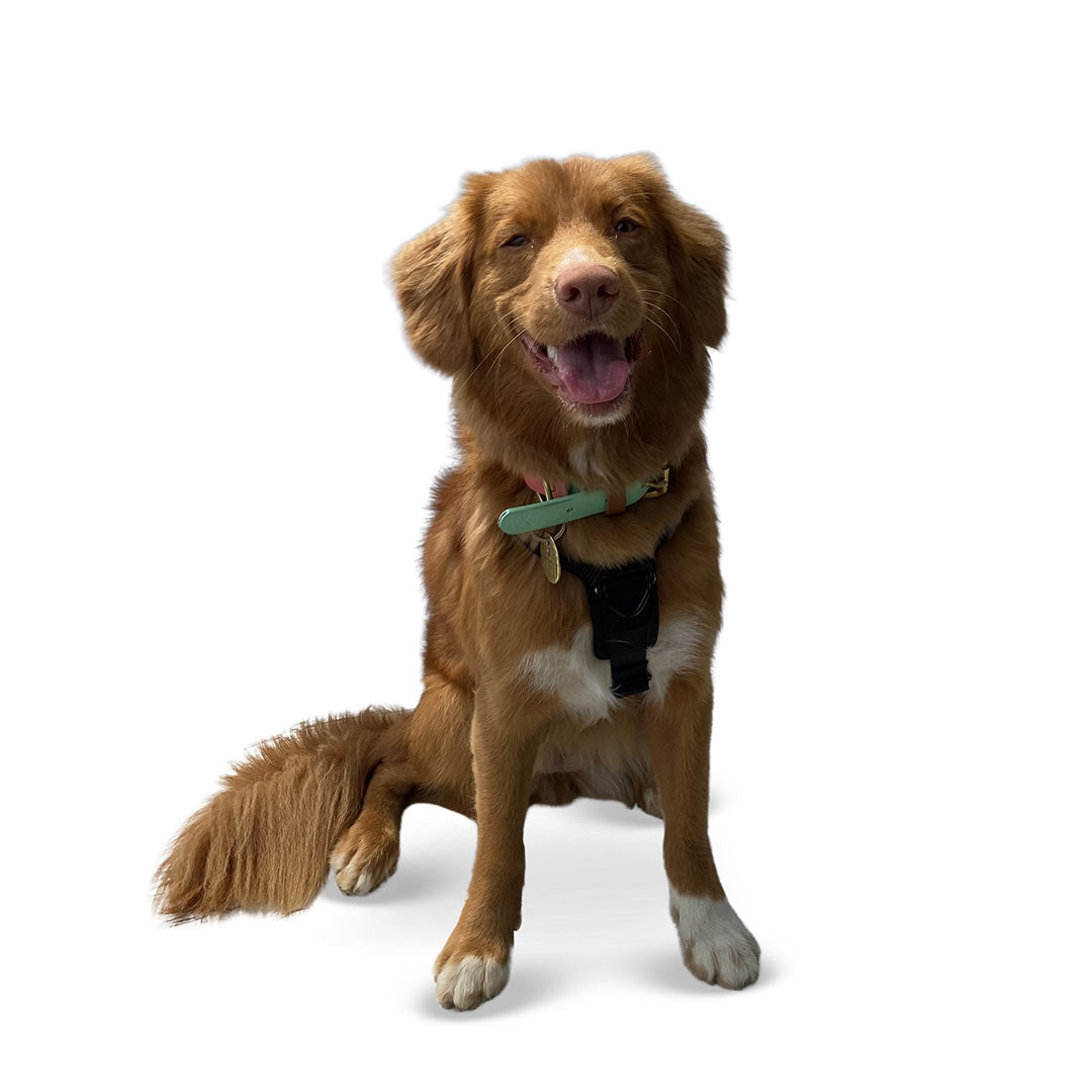 Front view of a toller dog wearing the Ascension extended harness in Small in color black