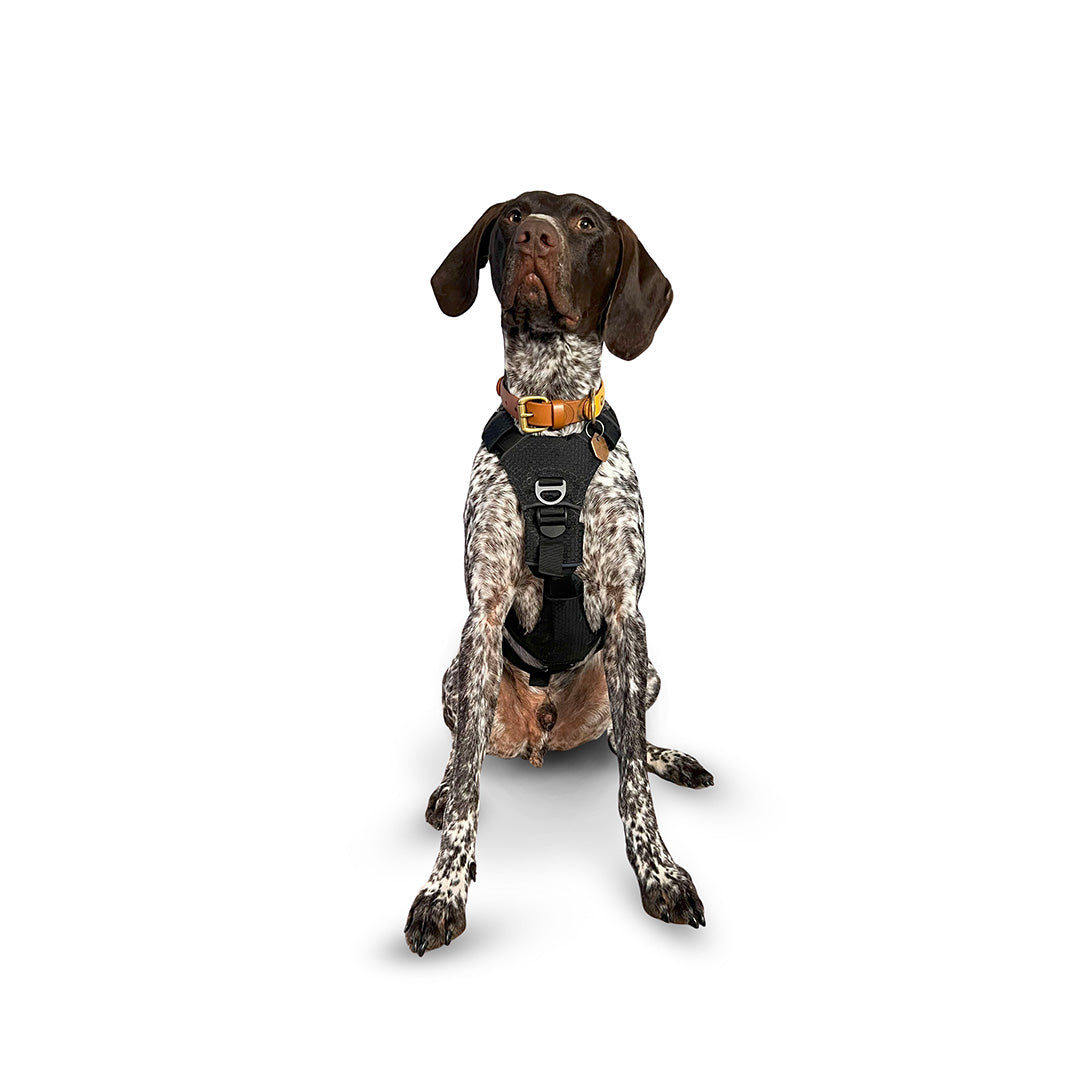 Front view of a German Shorthaired Pointer wearing the Canyon extended small