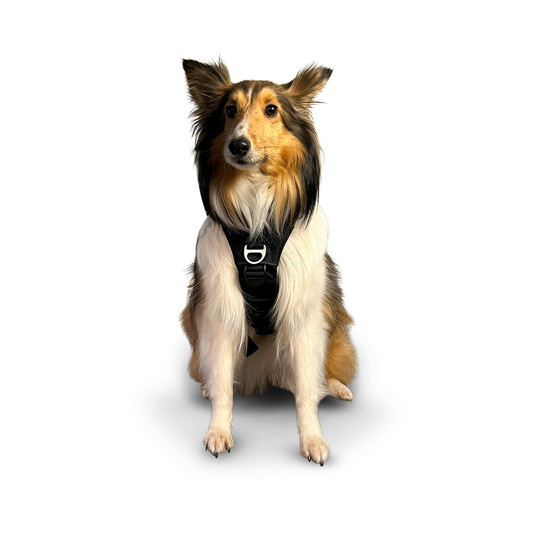 Front view of a shetland dog wearing the Canyon extended small