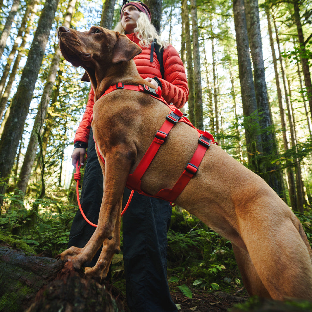Bottom view Vizsla wearing Muse harness in Alpine Orange