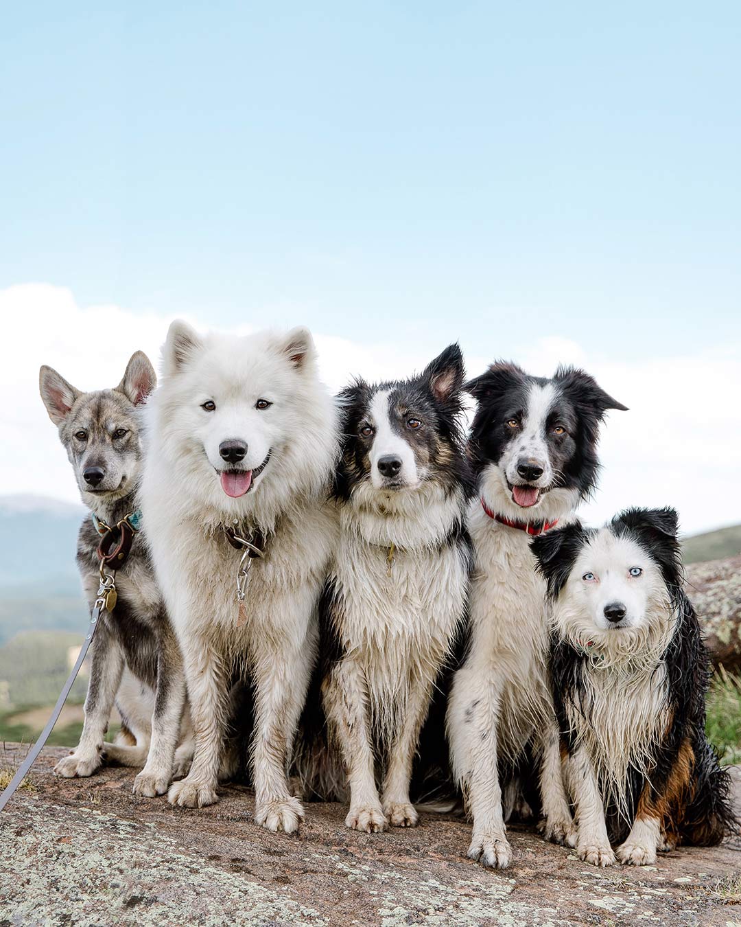 Pack of dogs sitting on a rock during a hike