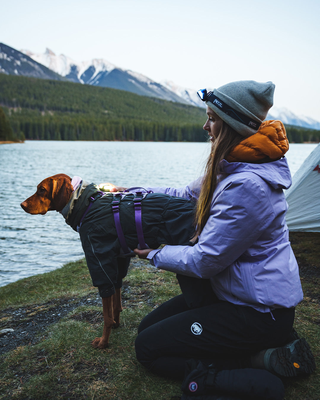 Close view of woman putting the PitchBlack safety light onto the back of her vizsla.