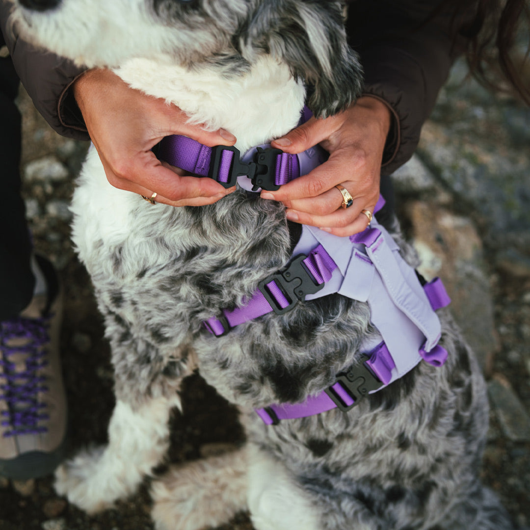 Close view neck buckle Muse harness Lilas