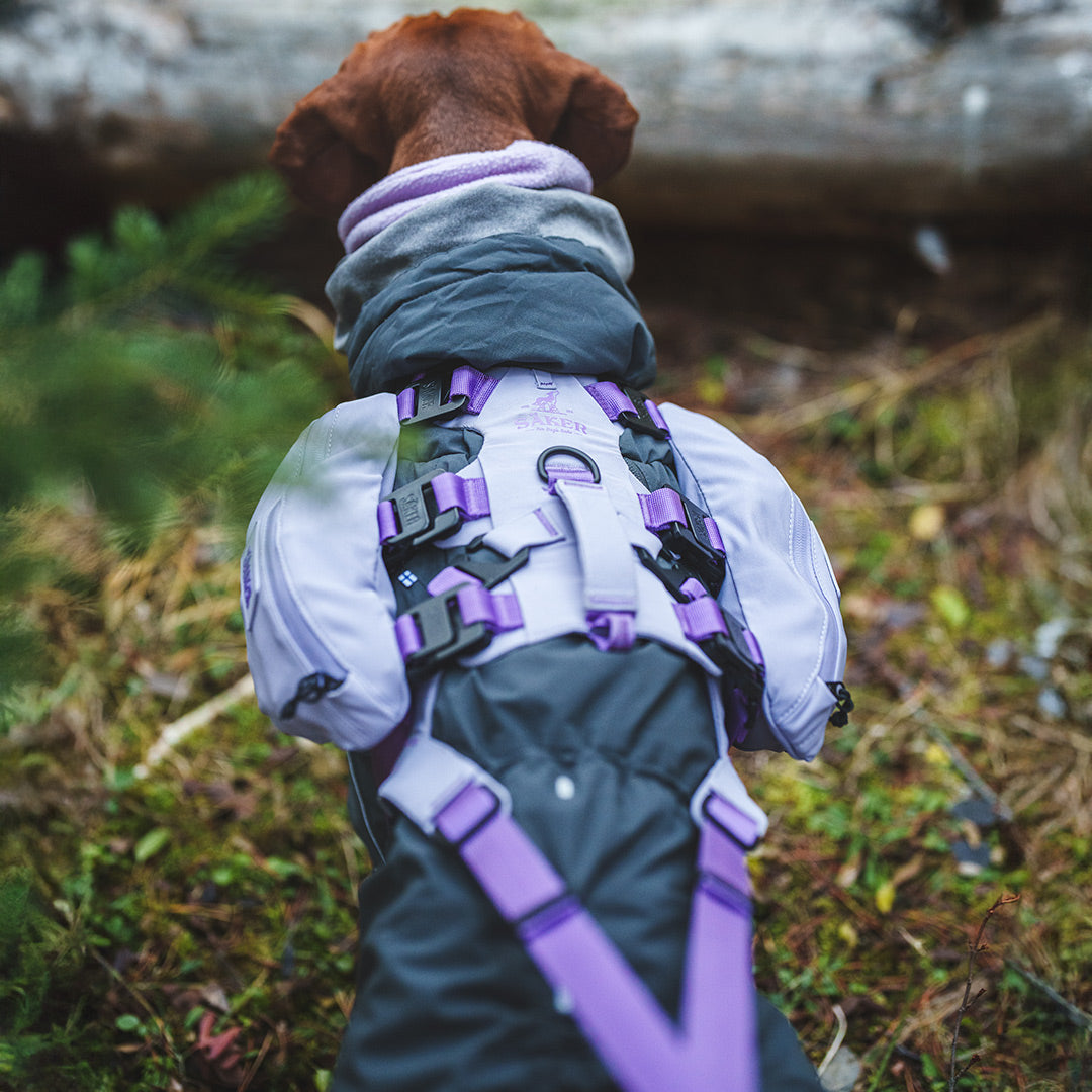 Back view of the Traction attachment on a Vizsla wearing the Muse harness in Lilas