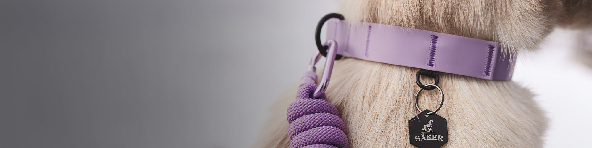 Dog wearing the Saker Kelp collar in Lilas color