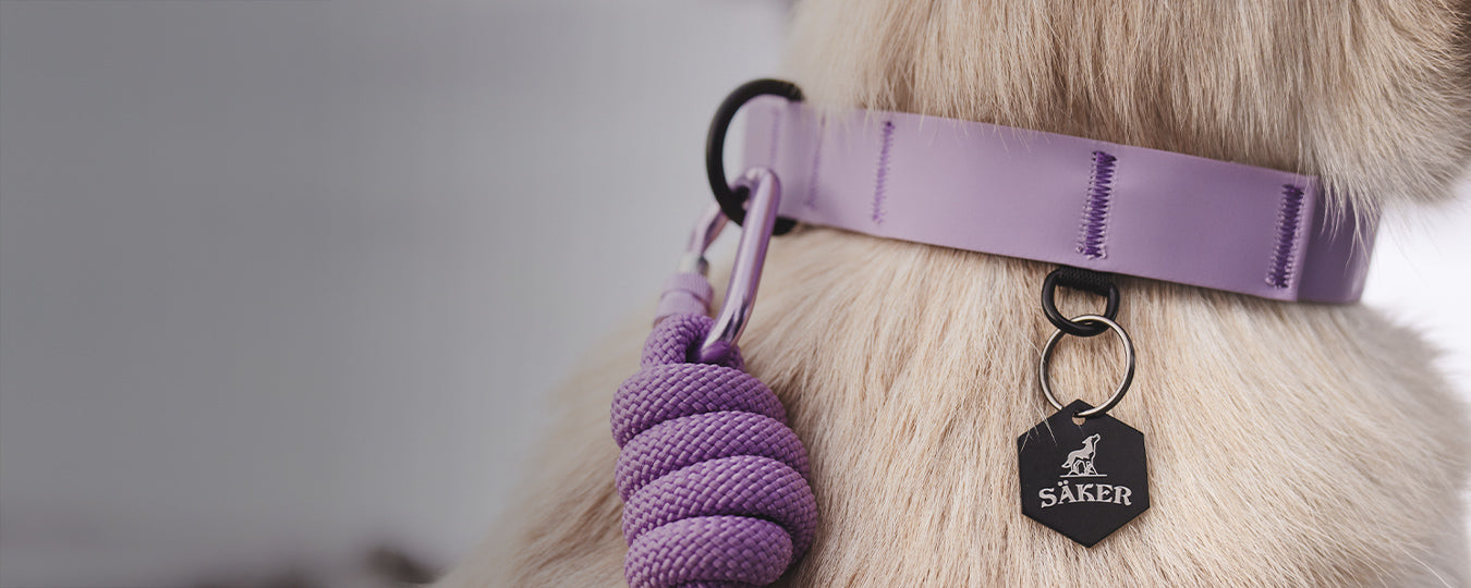 Dog wearing the Saker Kelp collar in Lilas color