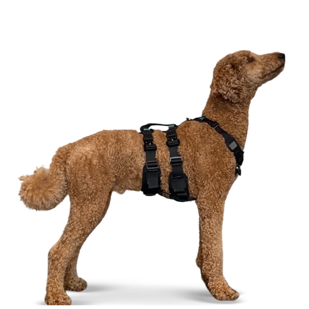 Profile view of a Poodle wearing the ML Ascension extended harness in black
