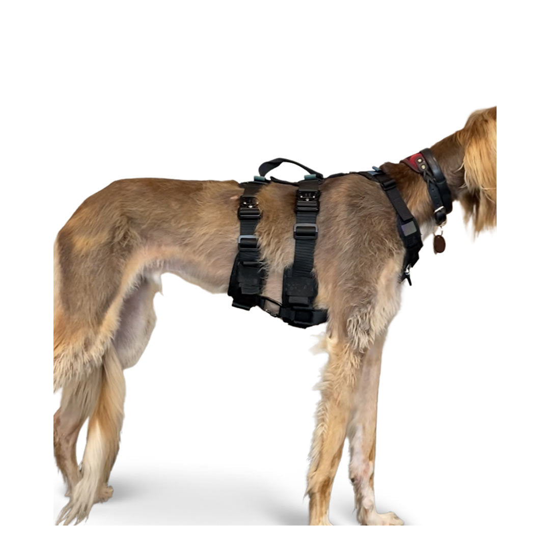 Profile view of a Saluki dog wearing the ML Ascension extended harness in black