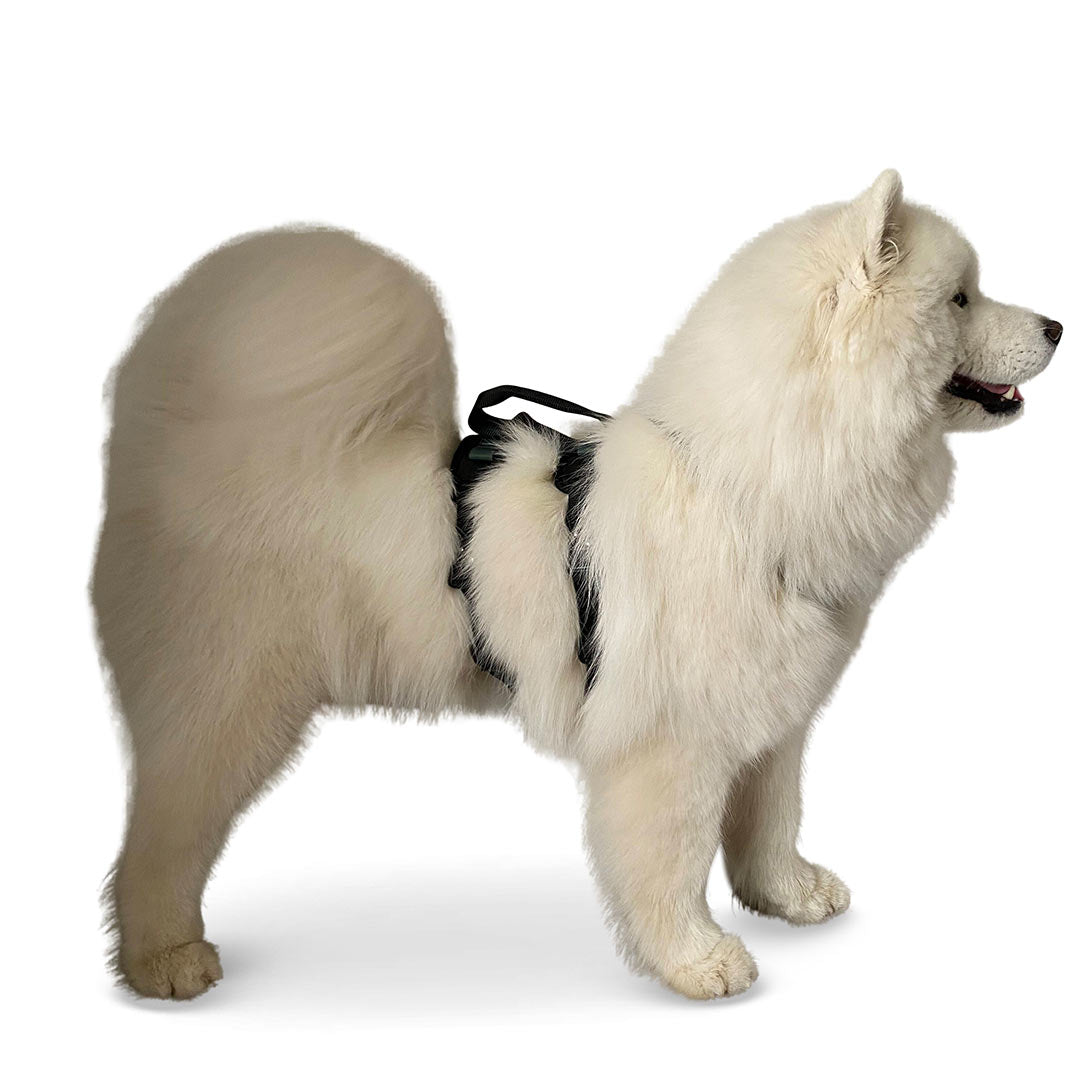 Profile view of a Samoyed dog wearing the ML Ascension extended harness in black