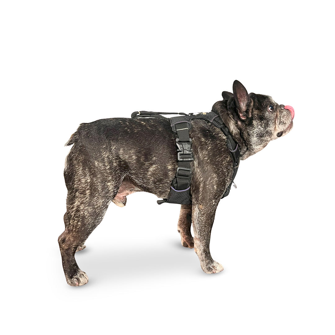 Side view of a French bulldog wearing the Canyon core small