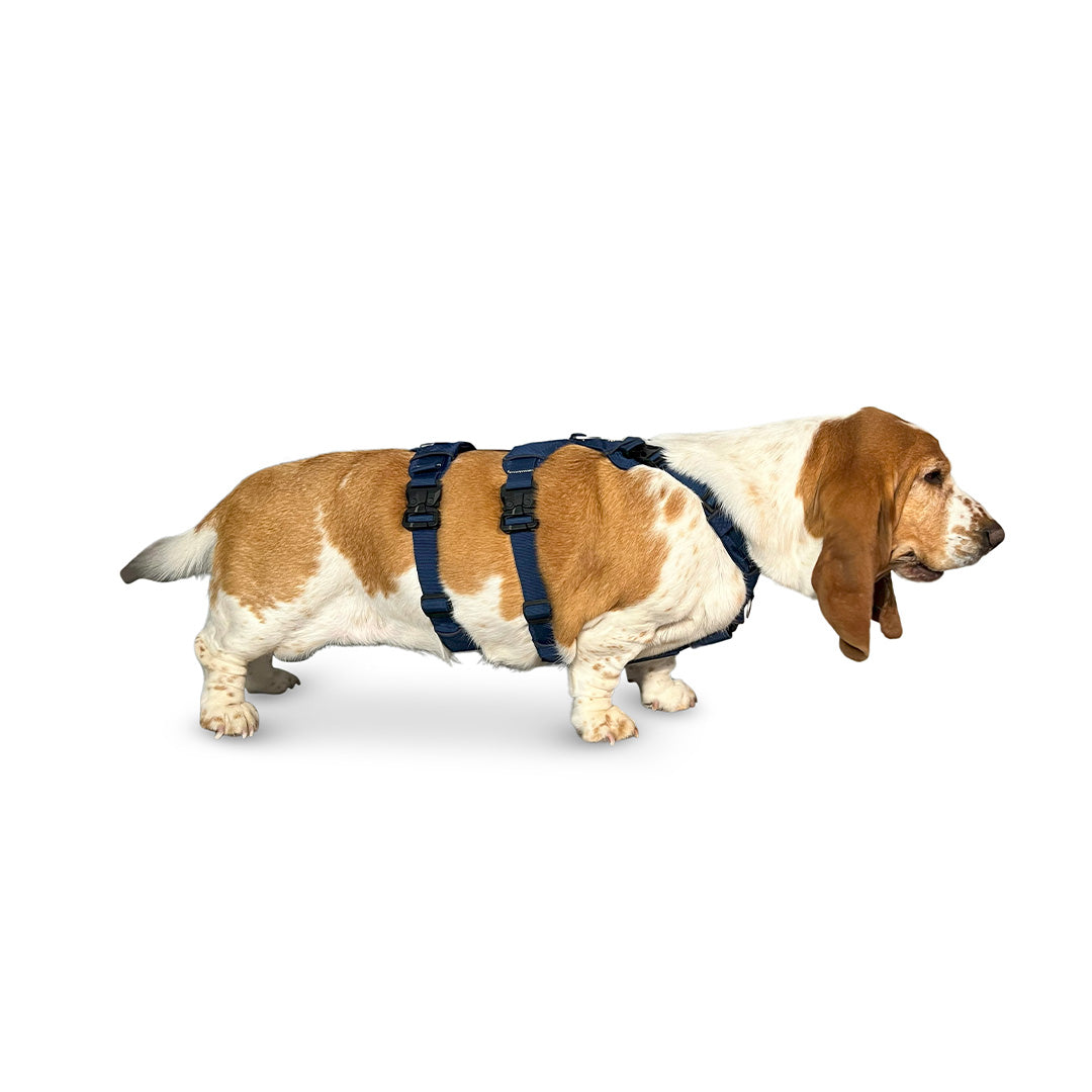 Side view of a Basset Hound wearing the Canyon extended medium