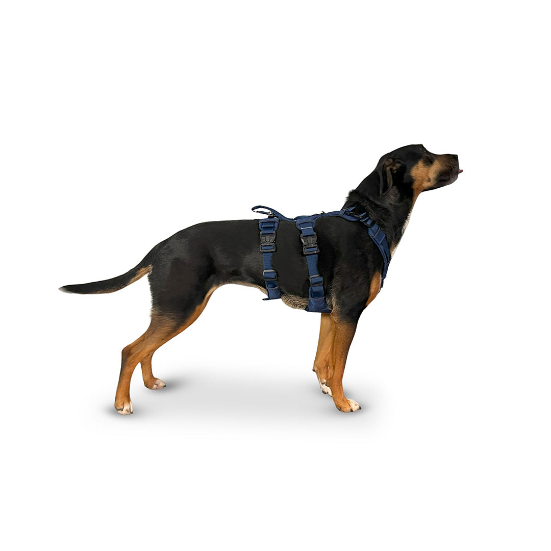 Side view of a Mixed Breed dog wearing the Canyon extended medium