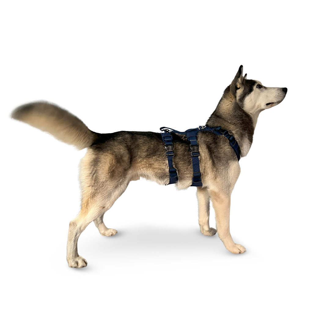 Side view of a Husky wearing the Canyon extended medium