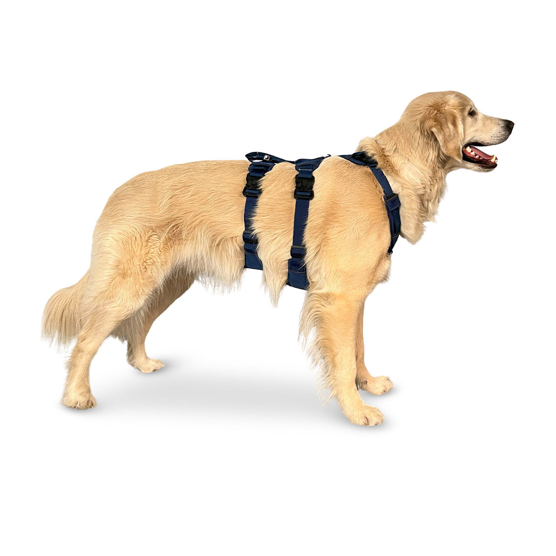 Side view of a Golden Retriever wearing the Canyon extended medium