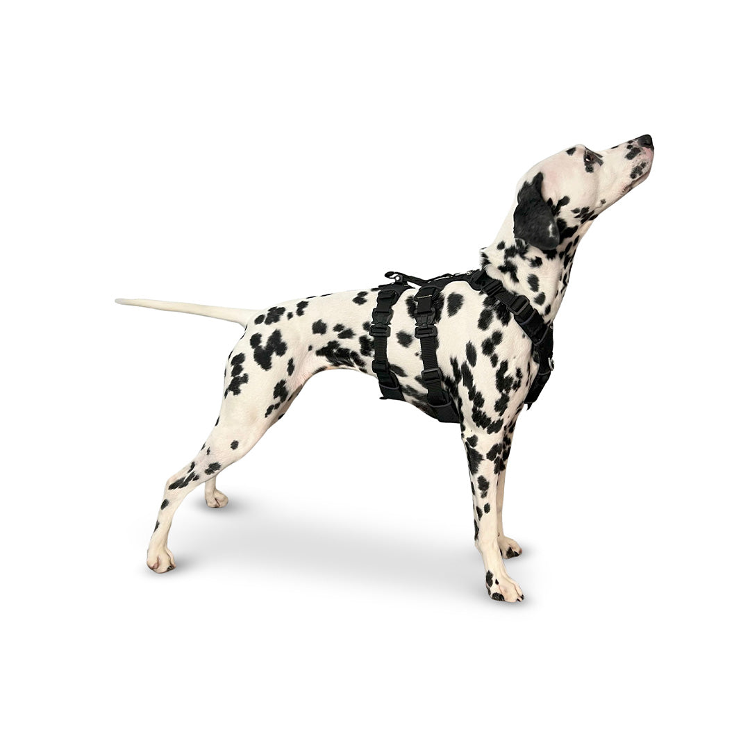 Side view of a Dalmatian wearing the Canyon extended small
