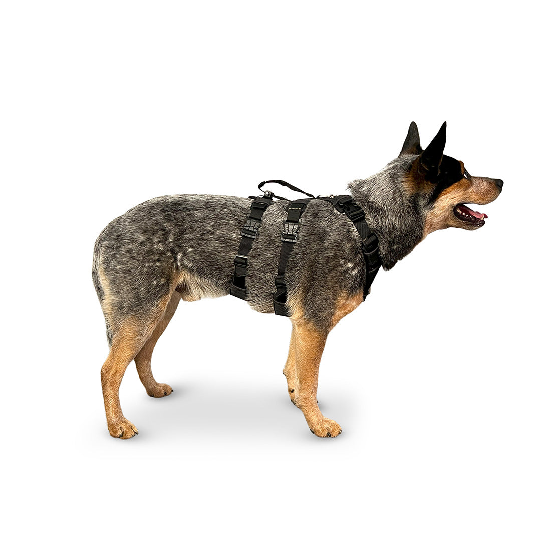 Side view of an Australian Cattle dog wearing the Canyon extended small