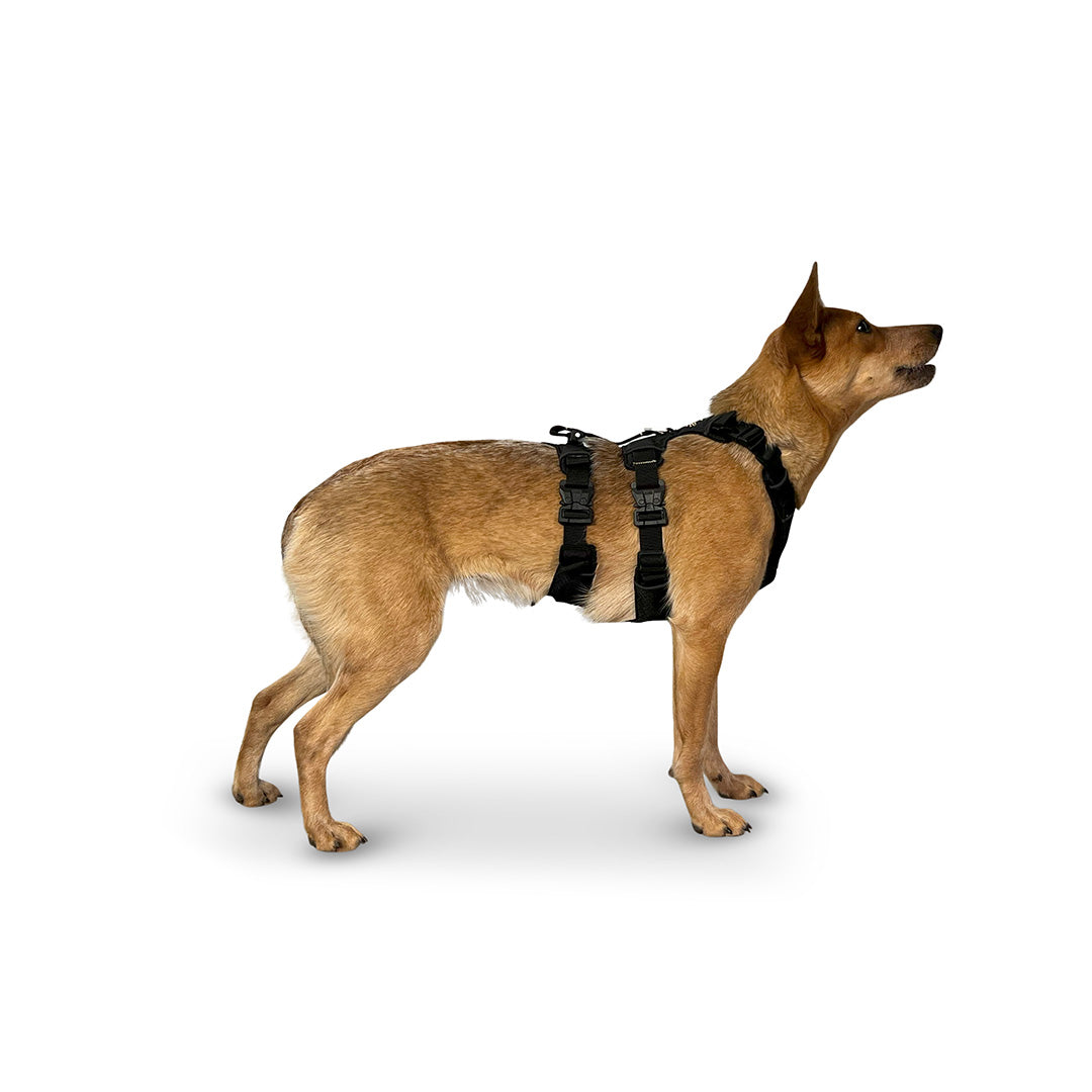 Side view of a Heeler dog wearing the Canyon extended small