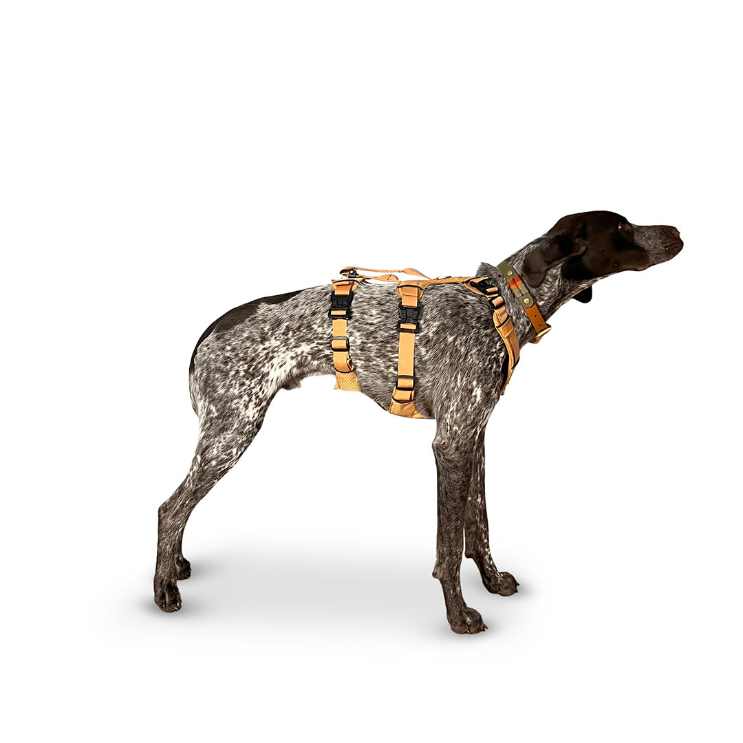 Side view of a German Shorthaired Pointer wearing the Canyon extended medium