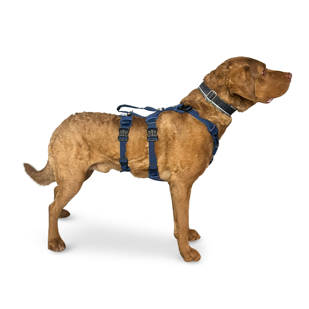 Side view of a Chesapeake Bay Retriever wearing the Canyon extended medium