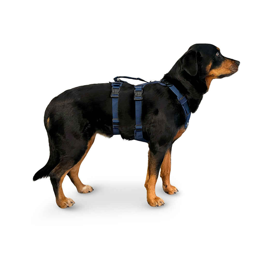 Side view of a Rottweiler x Bernese Mountain Dog wearing the Canyon extended medium