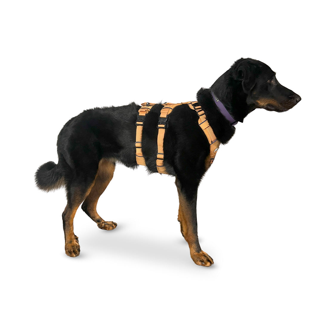 Side view of a Beauceron wearing the Canyon extended medium