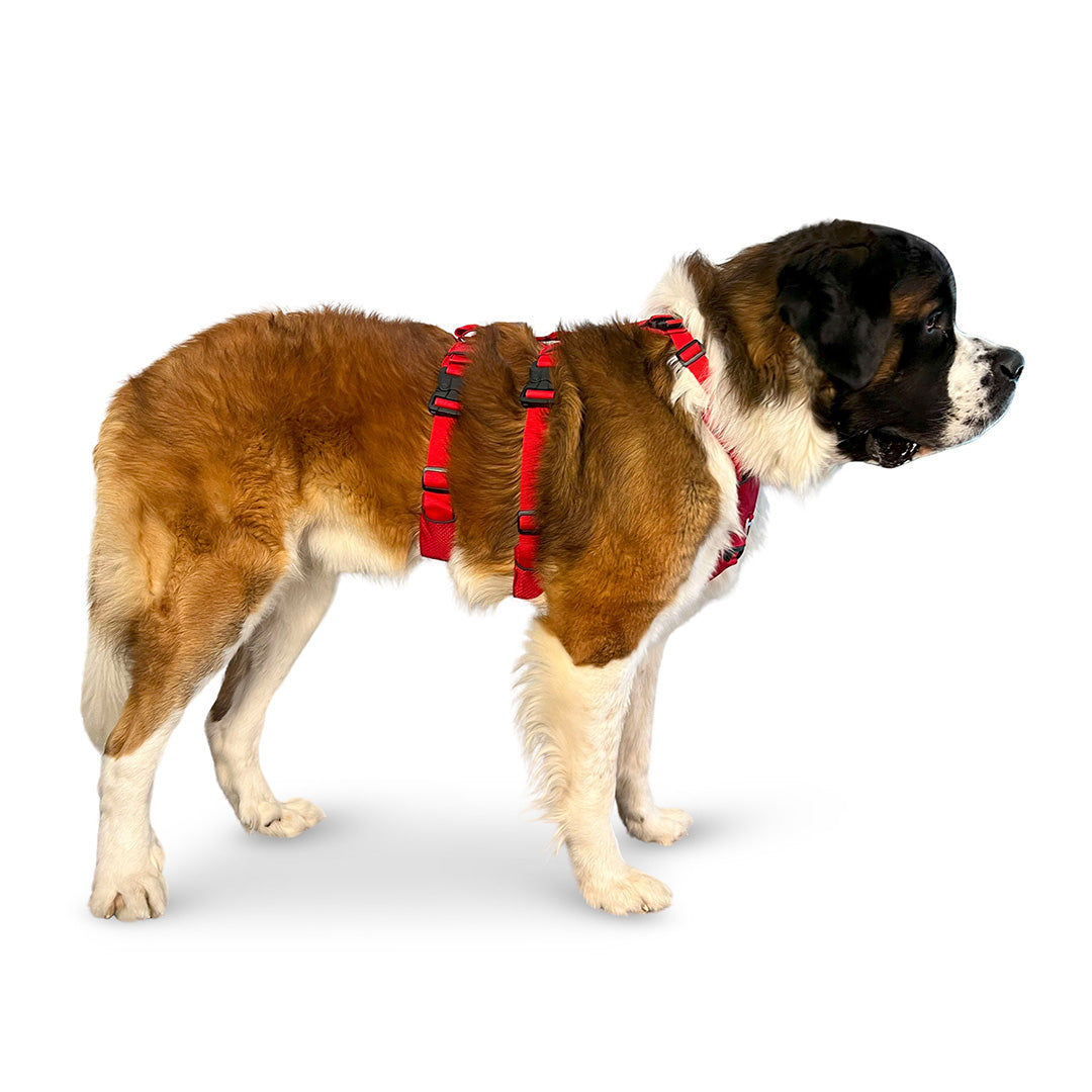 Side view of a St. Bernard wearing the Canyon extended medium