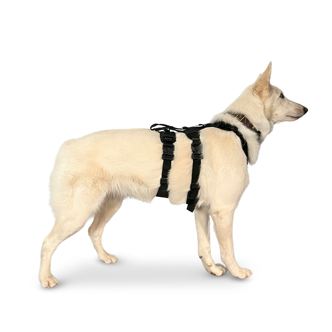 Side view of a White Swiss Shepherd wearing the Canyon extended medium