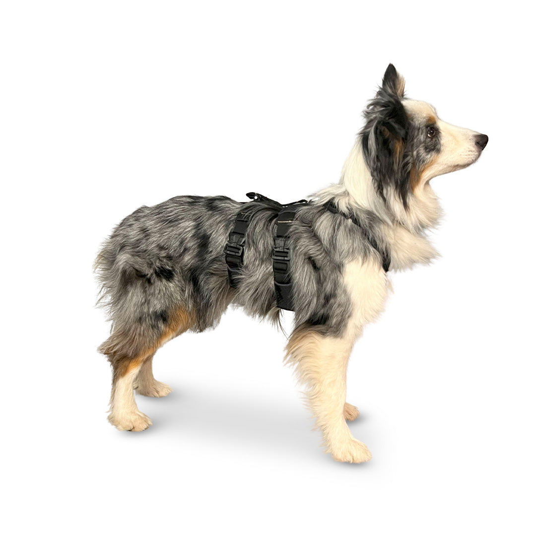 Side view of an Australian shepherd wearing the Canyon extended small