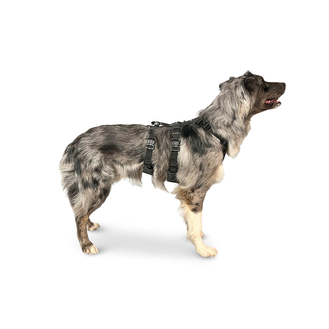 Side view of a Border Collie wearing the Canyon extended small