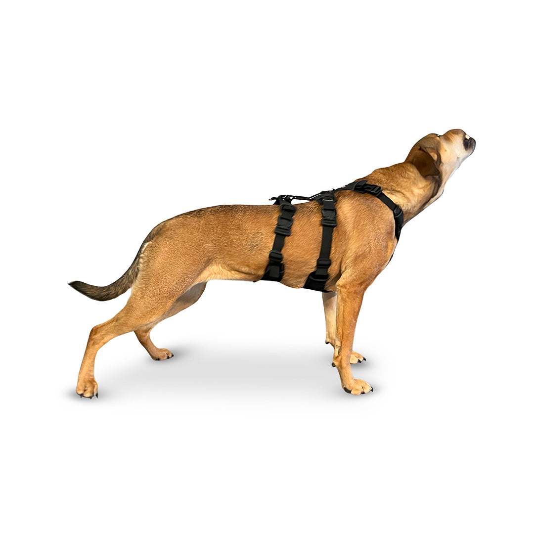 Side view of a Mixed breed dog wearing the Canyon extended small