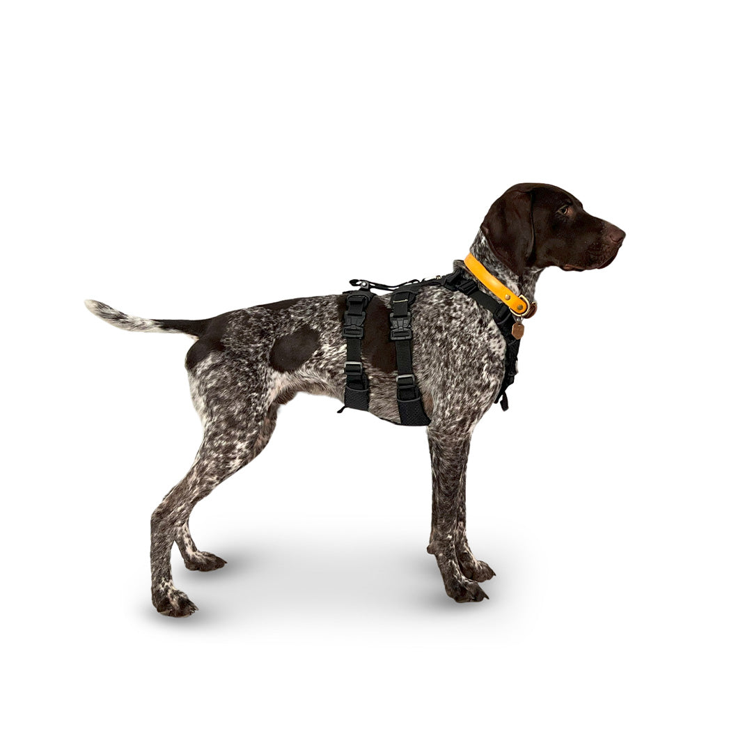 Side view of a German Shorthaired Pointer wearing the Canyon extended small