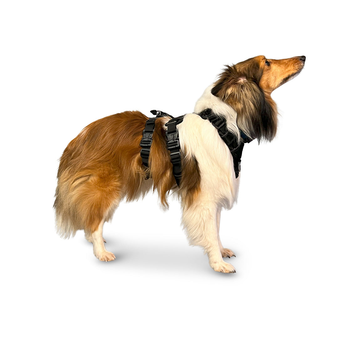 Side view of a shetland dog wearing the Canyon extended small