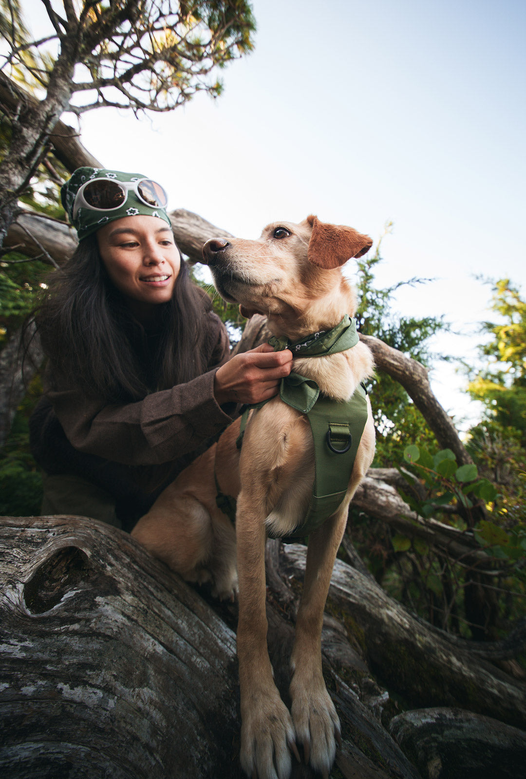 Dog mom adjusting the harness onto her dog