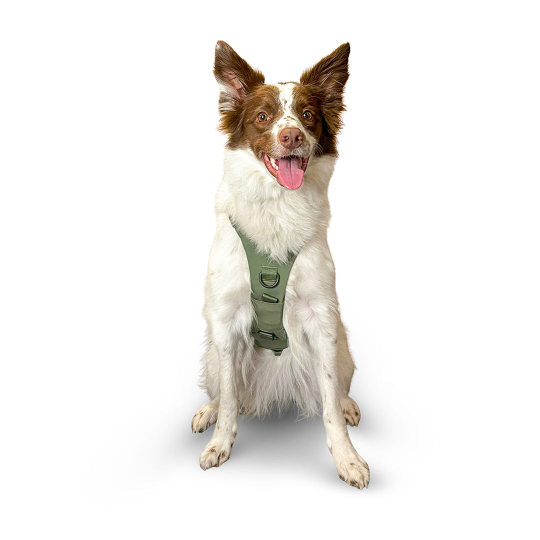 Front view of a Border Collie wearing the Muse harness from saker in size small in trail green