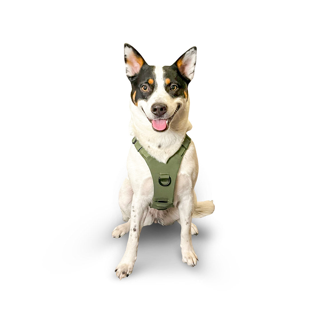 Front view of an Australian Cattle Dog wearing the Muse harness from saker in size small in trail green