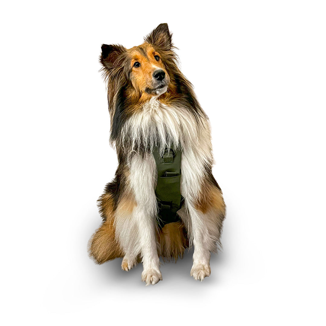 Front view of a Shetland dog wearing the Muse harness from saker in size small in trail green