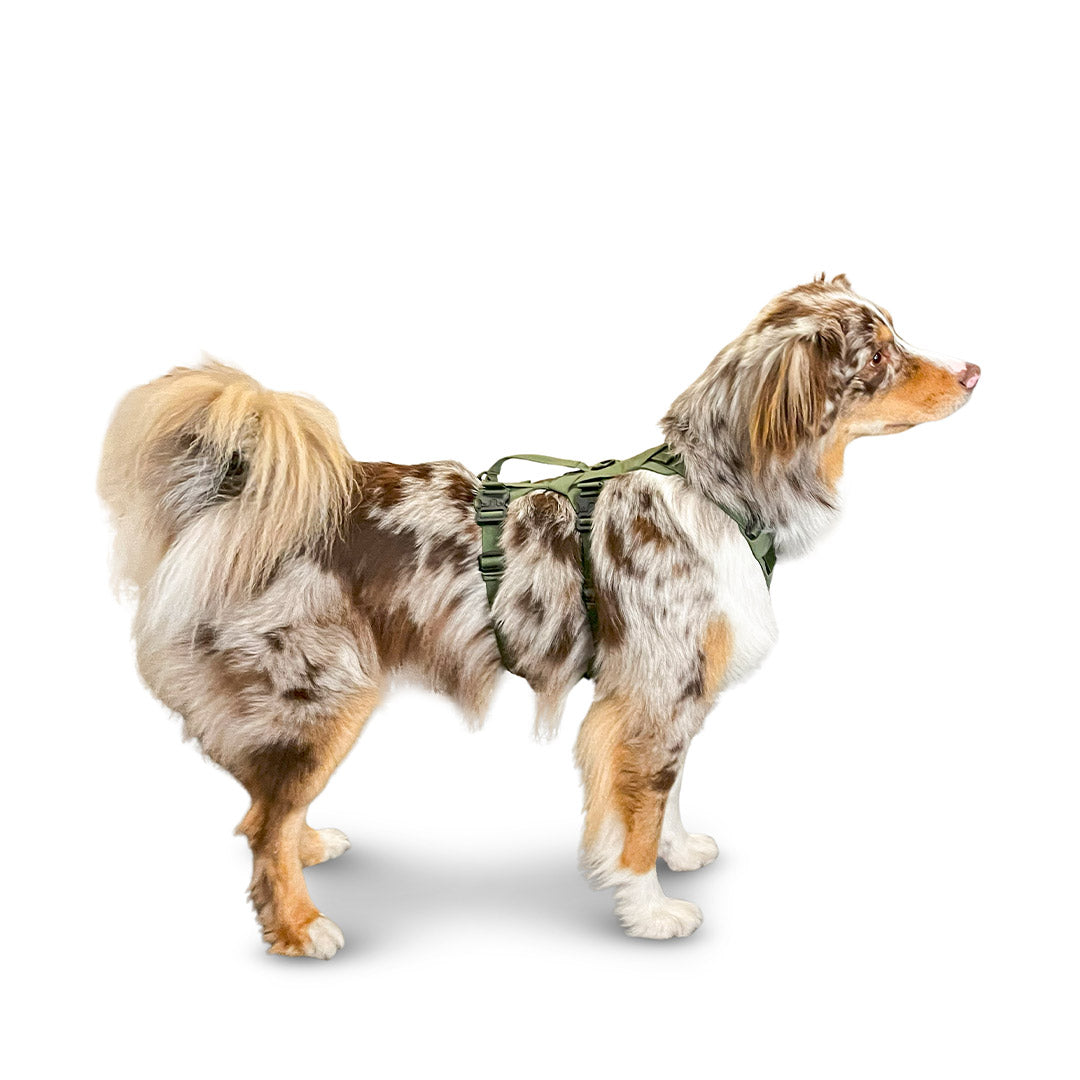 Side view of an Australian Shepherd dog wearing the Muse harness from saker in size small in trail green