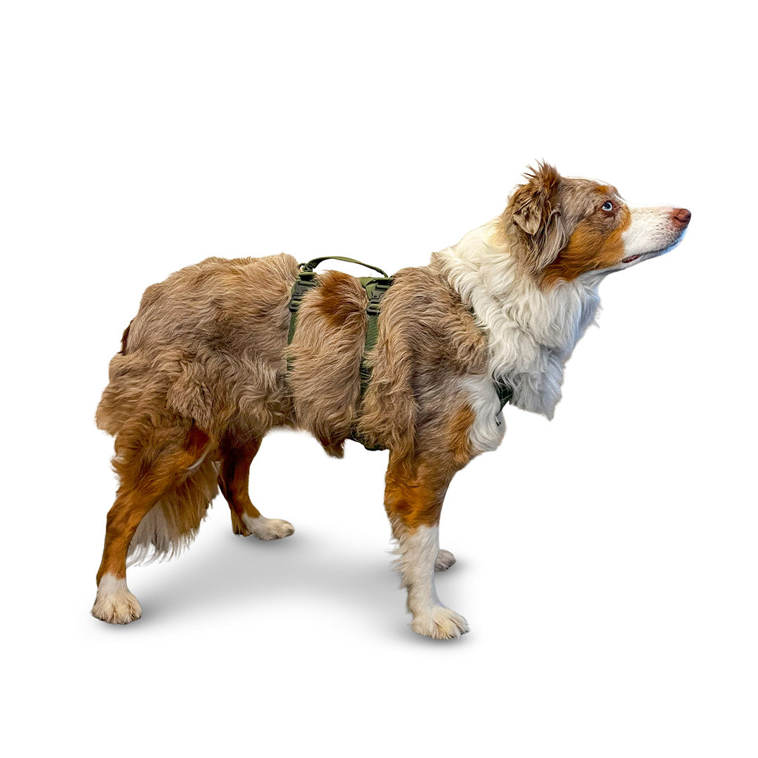 Side view of an Australian Shepherd dog wearing the Muse harness from saker in size small in trail green