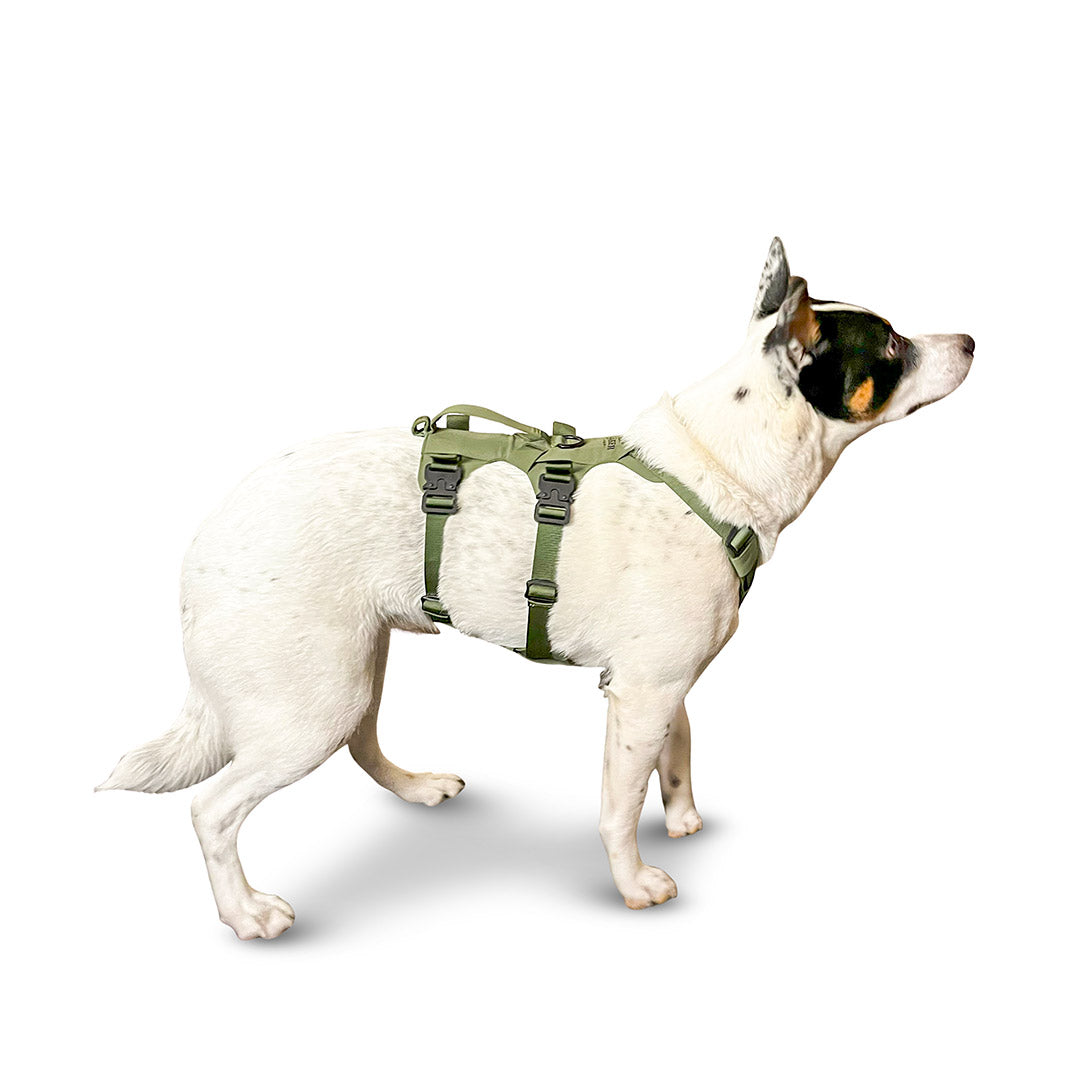 Side view of an Australian Cattle Dog wearing the Muse harness from saker in size small in trail green