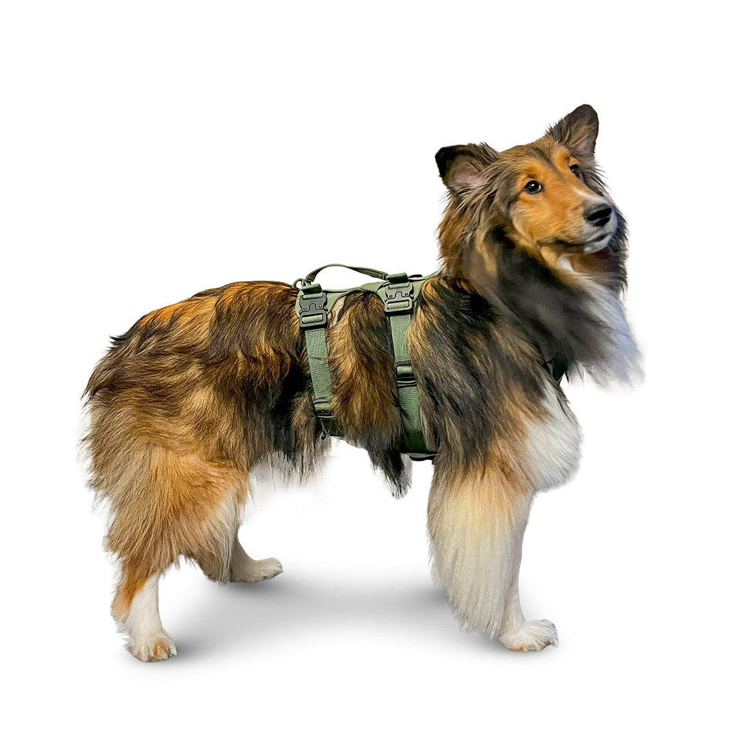 Side view of a Shetland dog wearing the Muse harness from saker in size small in trail green