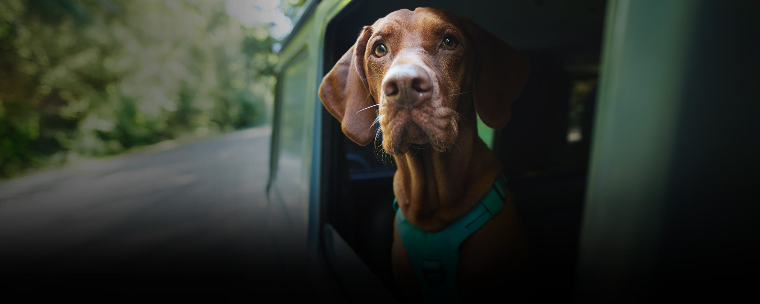 Vizsla wearing the Bomber harness with his head out of the window