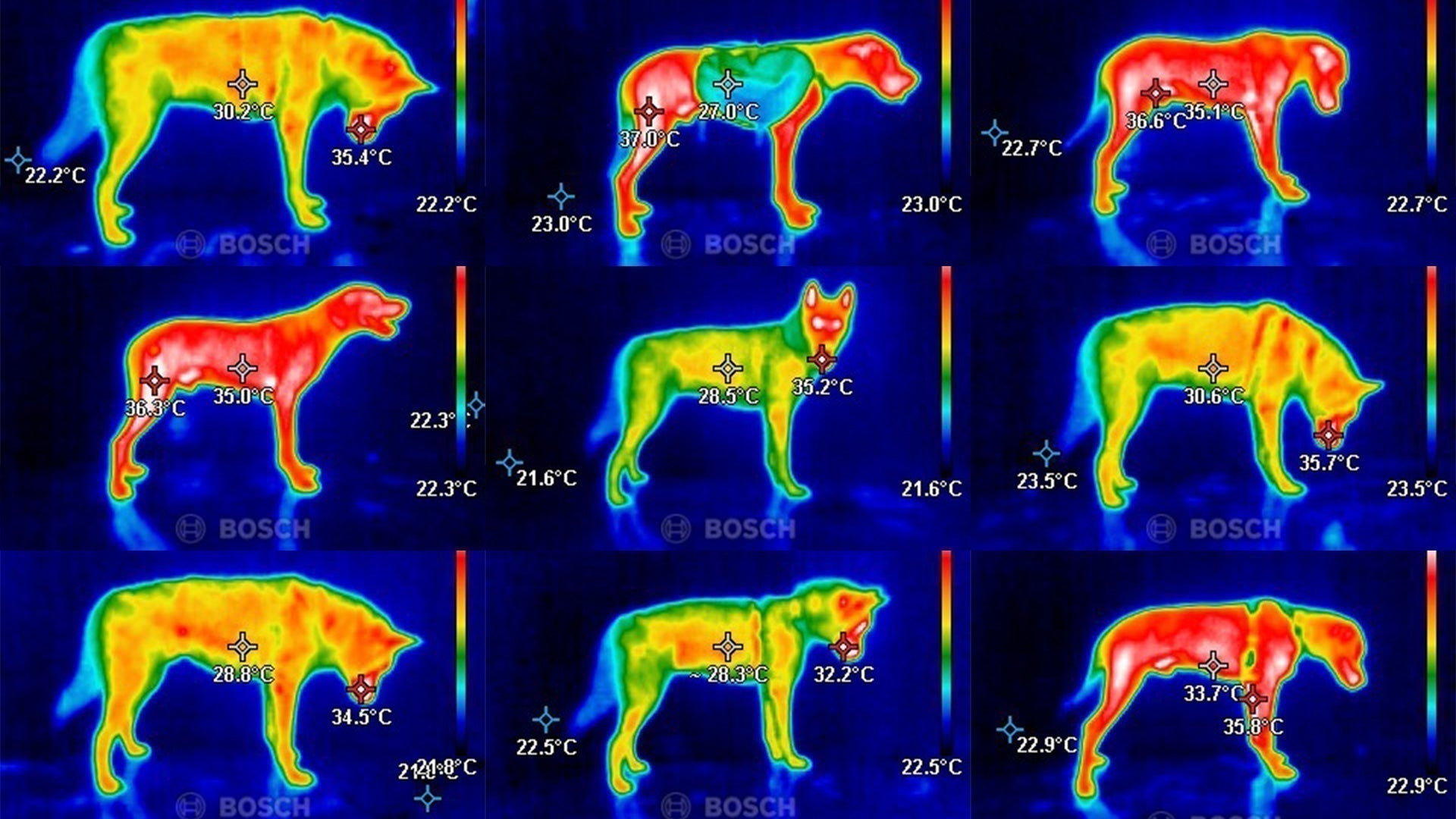 How does a harness affect your dog's heat distribution?
